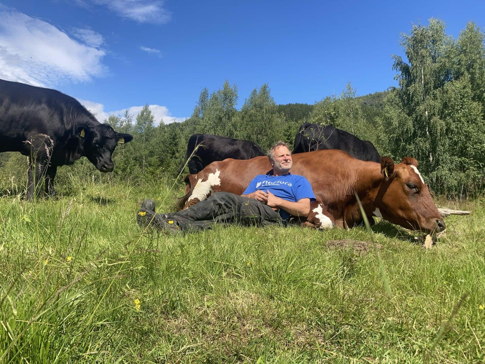 Steinar hviler i enga blant kyrne på Eirgarden
