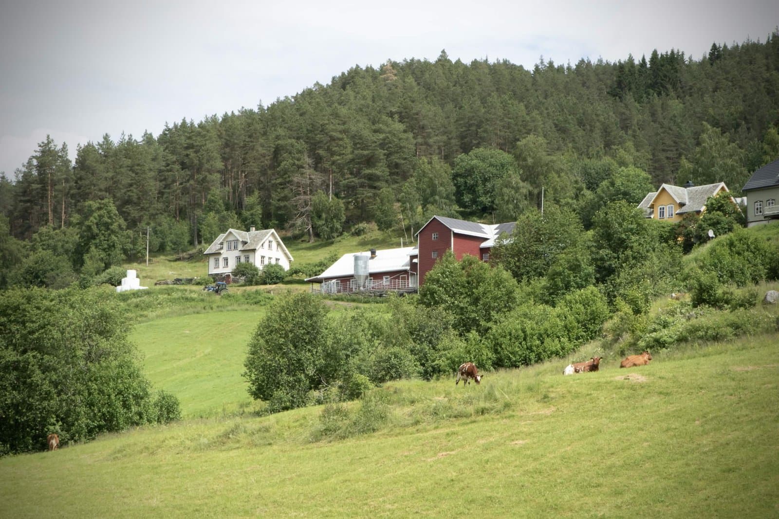 Eirgarden i Li — gården og beitet i Luster